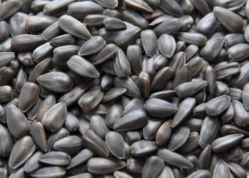 Como comer sementes de girassol por 30 dias pode mudar o seu corpo?