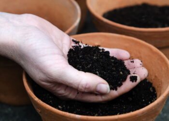 Poucos sabem: o que significa se o solo das plantas ficar branco, segundo especialistas