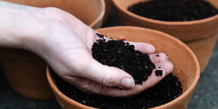 Poucos sabem: o que significa se o solo das plantas ficar branco, segundo especialistas