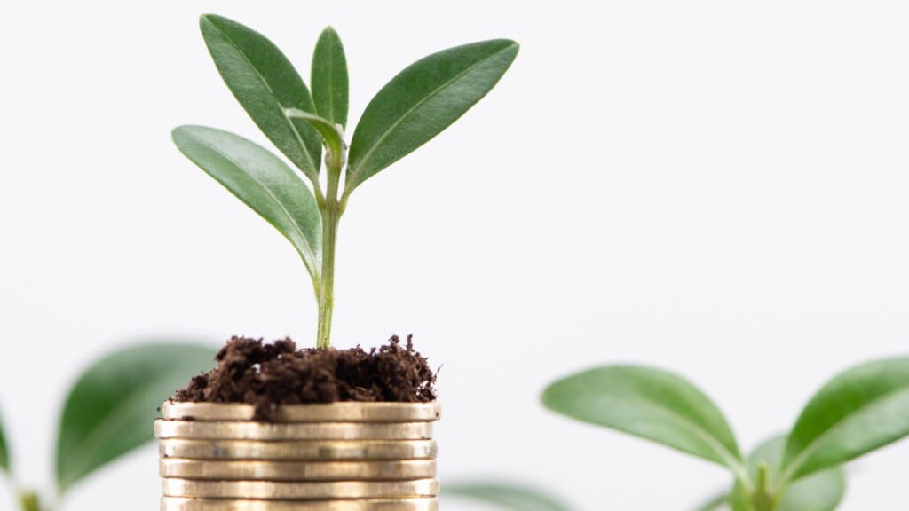 Poucos sabem: o que significa se o solo das plantas ficar branco, segundo especialistas