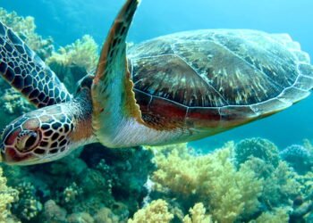 Tartaruga marinha de 50 milhões de anos descoberta na Síria surpreende paleontólogos