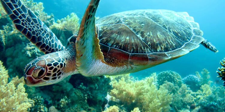 Tartaruga marinha de 50 milhões de anos descoberta na Síria surpreende paleontólogos