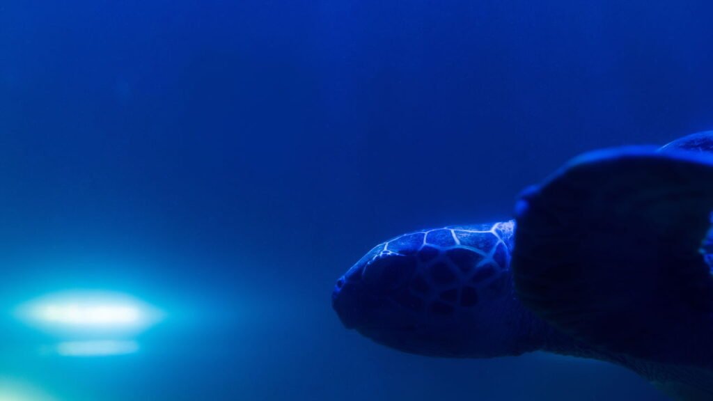Tartaruga marinha de 50 milhões de anos descoberta na Síria surpreende paleontólogos