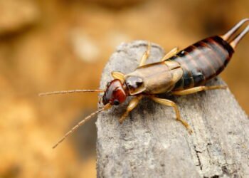 Aprenda a identificar e eliminar tesourinhas em sua casa e jardim