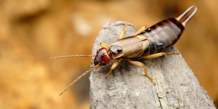 Tesourinhas - Créditos: depositphotos.com / Tomatito