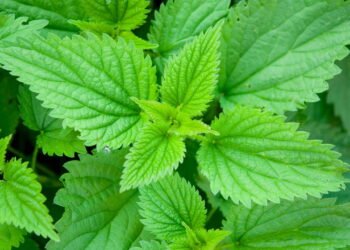 A melhor planta para lidar com dores renais e próstata segundo a ciência