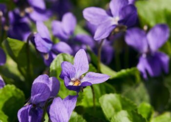 O segredo para ter violetas brasileiras sempre vivas no vaso