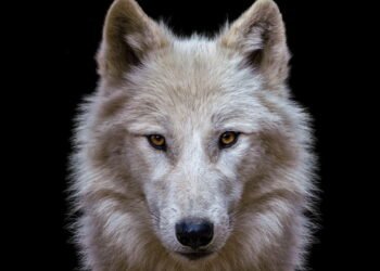 Qual é o seu animal de acordo com seu mês de aniversário