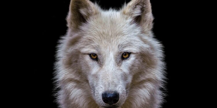 Lobo // Créditos: depositphotos.com / xtrekx