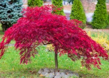 A árvore perfeita para quem sonha com natureza em pouco espaço