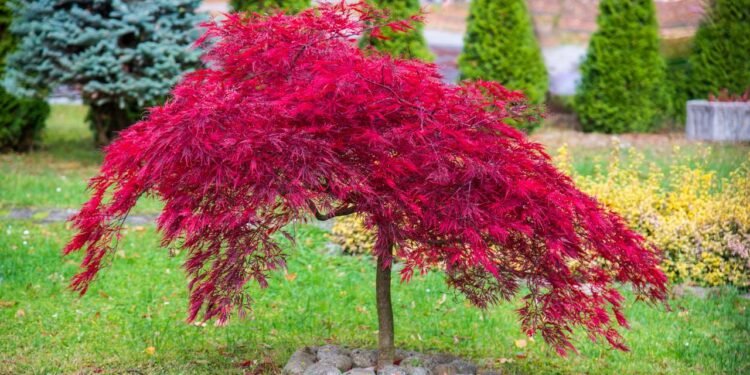 Bordô japonês - Créditos: depositphotos.com / Olivia