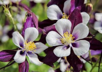A planta que floresce toda a primavera e dá cor ao jardim