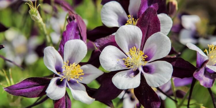 Suas flores são exóticas - Créditos: depositphotos.com / boggy22