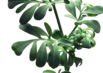 Arruda é boa para quê? Veja benefícios e riscos