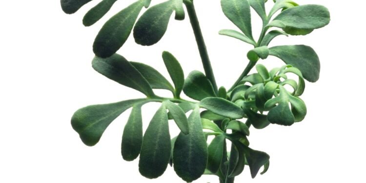 Arruda - Créditos: depositphotos.com / maxsol7