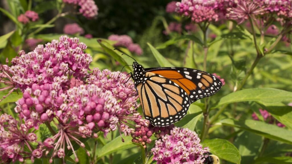 As plantas que atraem borboletas e deixam seu jardim mais colorido

