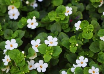 Bacopa monnieri melhora a memória? Veja evidências