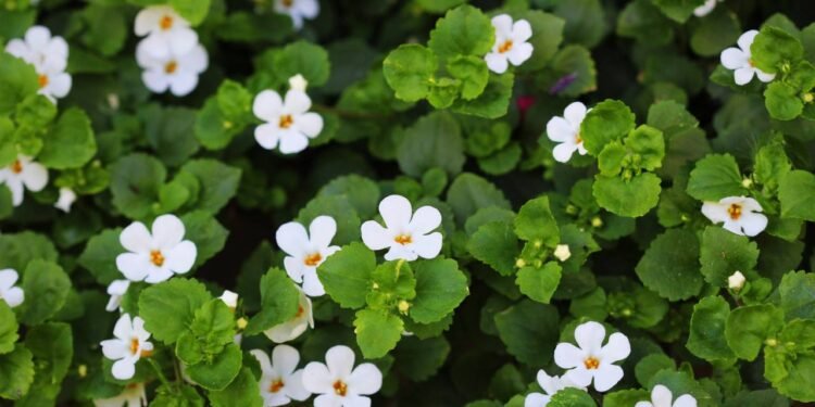 Bacopa Monnieri - Créditos: depositphotos.com / vaivirga