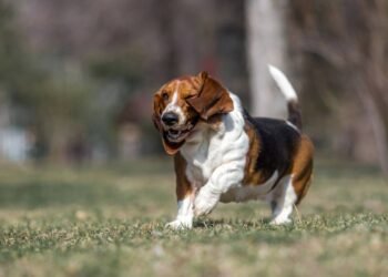 Essas são as raças de cães mais tranquilas para ter em casa