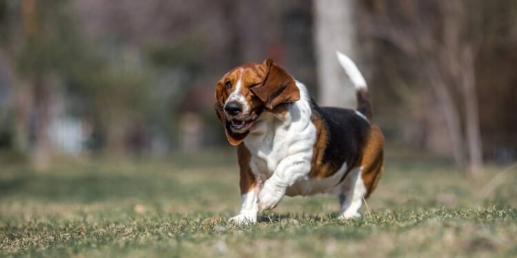Essas são as raças de cães mais tranquilas para ter em casa