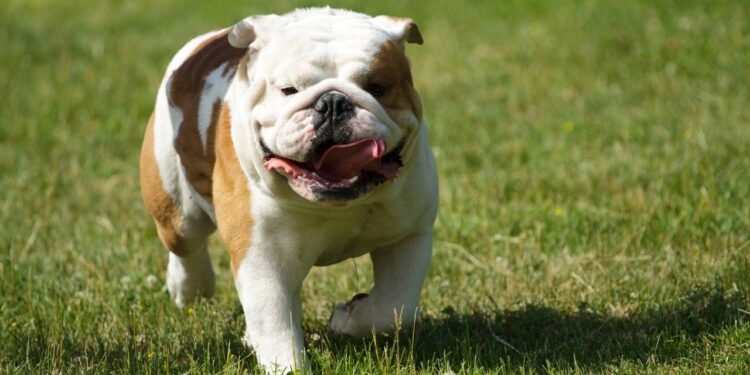 Conheça 6 raças de cães ingleses amigáveis ​​e cheias de charme, dizem veterinários