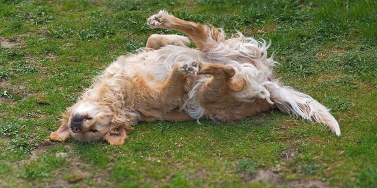 O que significa quando seu cachorro rola na terra depois do banho, de acordo com especialistas