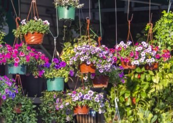 A planta que imita petúnia e floresce o ano todo