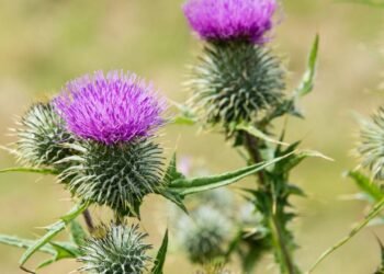 Fígado gorduroso? Veja como este chá simples ajuda