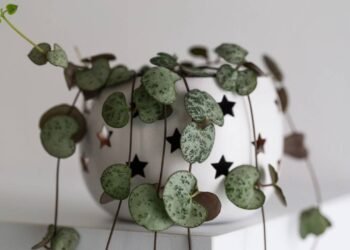 A planta suspensa que transforma qualquer cantinho em um jardim encantado