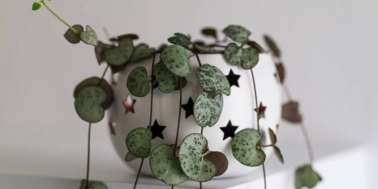 As plantas pendentes conquistam cada vez mais espaço por unirem praticidade - Créditos: depositphotos.com / Lana_M