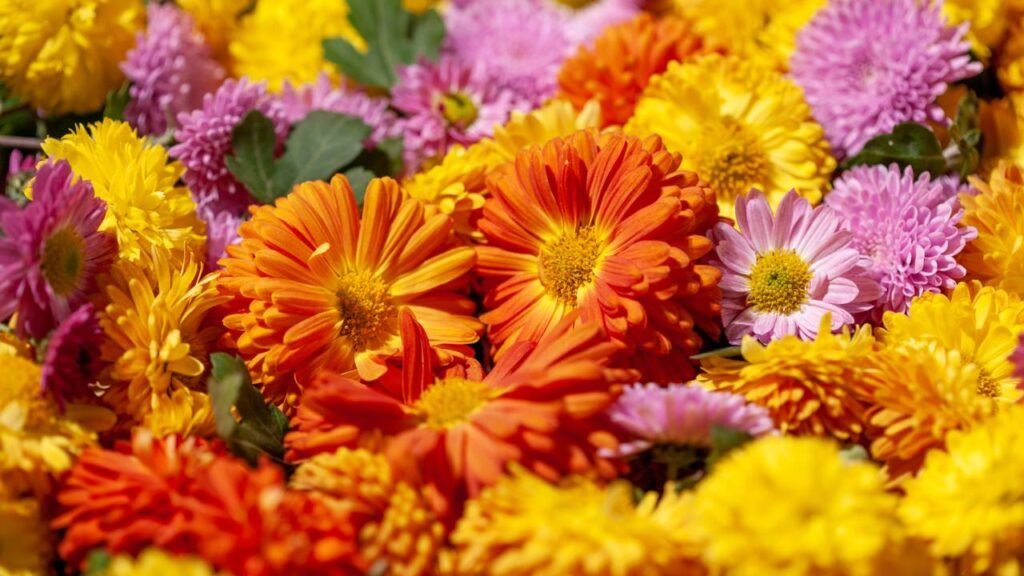 As 5 melhores plantas para cultivar no fim do ano e trazer boas energias