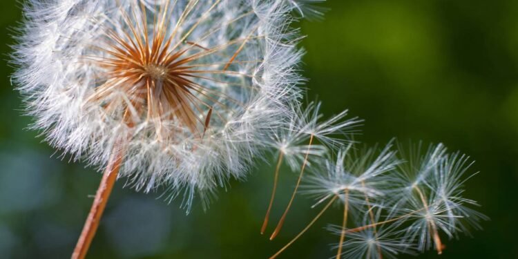 Dente-de-Leão - Créditos: depositphotos.com / Hriana