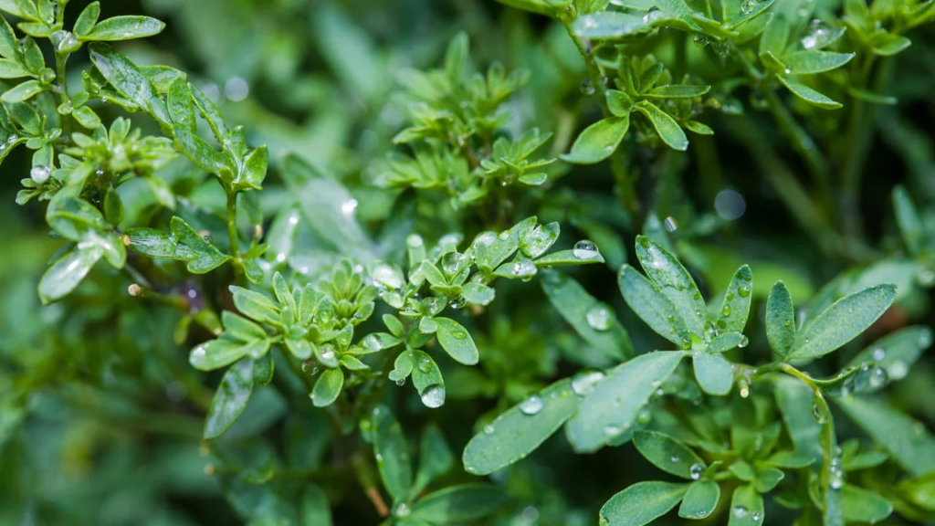 A planta poderosa que elimina a negatividade e traz boas vibrações