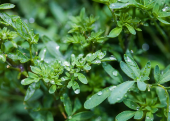 A planta poderosa que elimina a negatividade e traz boas vibrações