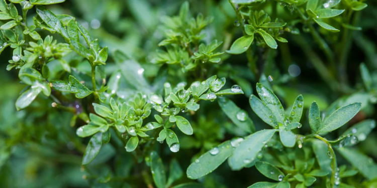 A planta poderosa que elimina a negatividade e traz boas vibrações