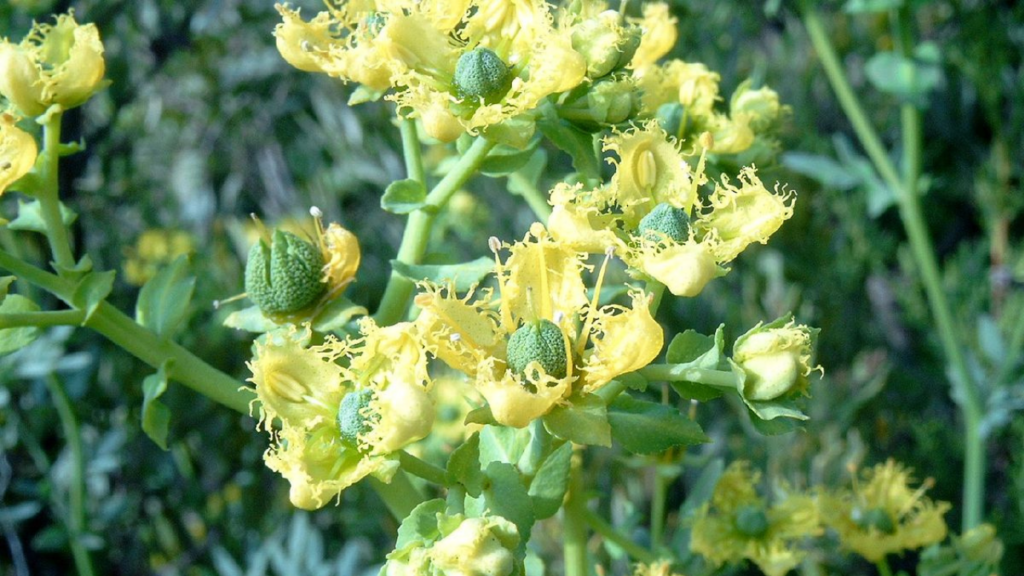 A planta poderosa que elimina a negatividade e traz boas vibrações