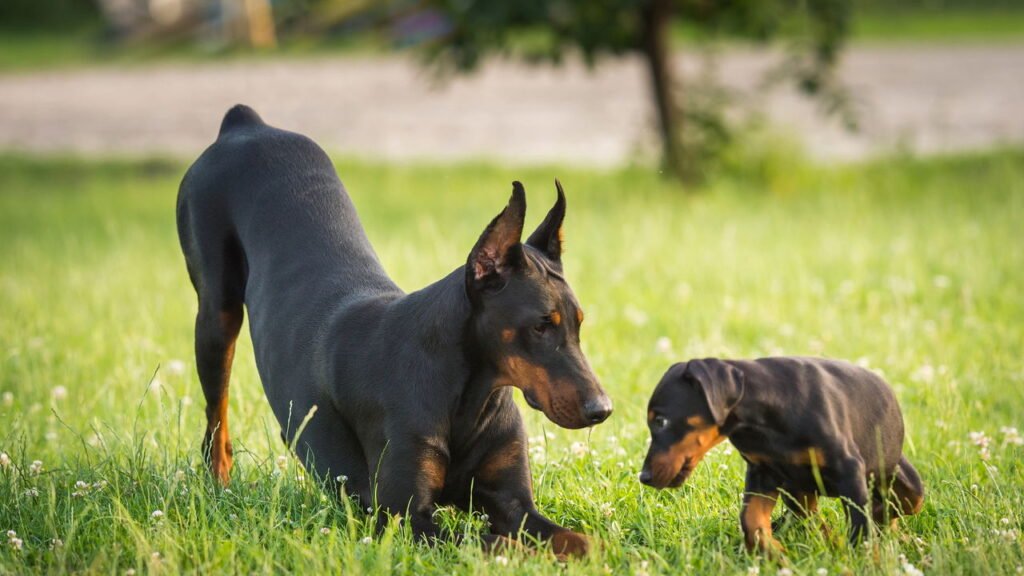 Cães de Guarda: As Raças Mais Indicadas para Proteger a Família