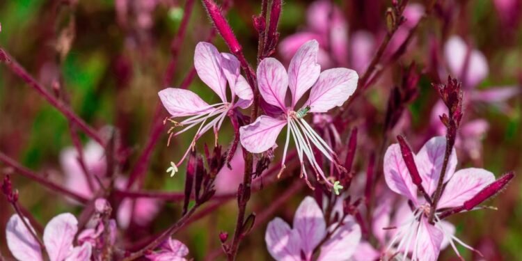 A planta pouco conhecida que pode suportar sol pleno e requer pouca água