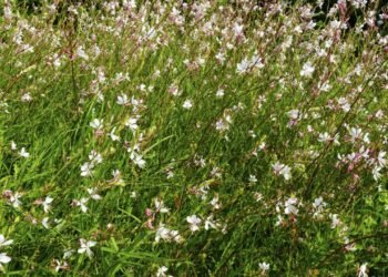 A planta pouco conhecida que tolera sol pleno e requer pouca água