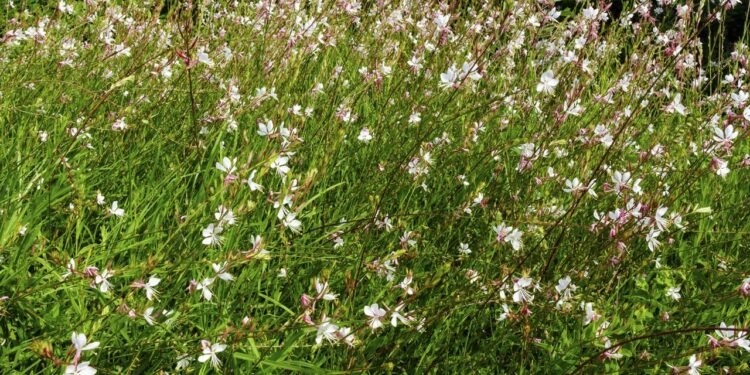 A planta pouco conhecida que tolera sol pleno e requer pouca água