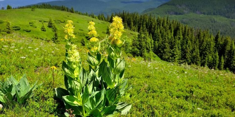 a genciana deve ser usada com cautela por pessoas com úlceras gástricas - Créditos: depositphotos.com / NataliiaMelnyc