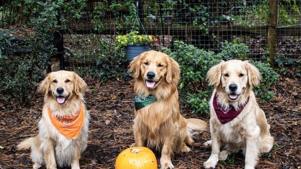 Os melhores nomes para Golden Retrievers que vão destacar seu pet