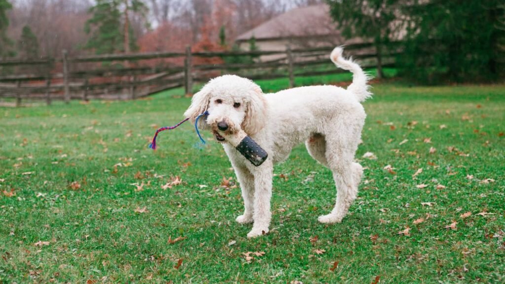 Nem Pit Bull nem Doberman: a raça de cachorro que não deve ser adotada por ser muito agressiva, segundo um veterinário.