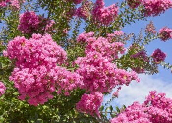 A planta queridinha que colore jardins e varandas o ano todo