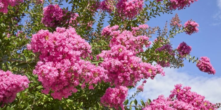 Apesar de sua resistência, alguns cuidados básicos asseguram pleno desenvolvimento - Créditos: depositphotos.com / simonapavan