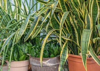 Conheça essa praga comum presente em sua Língua-de-sogra