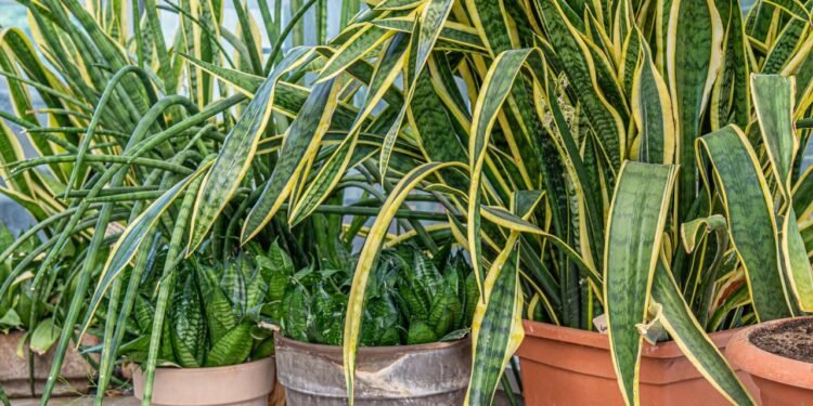 Conheça essa praga comum presente em sua Língua-de-sogra