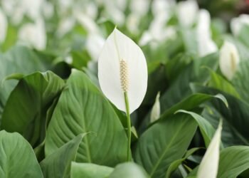 5 plantas perfeitas pra deixar sua casa mais úmida, saudável e confortável de respirar