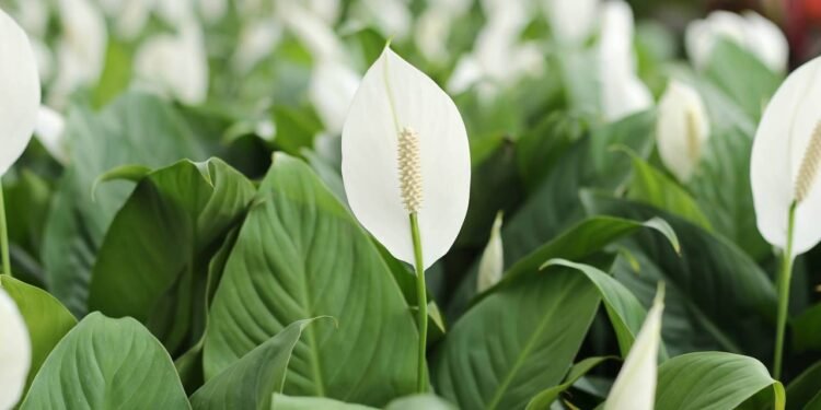 5 plantas perfeitas pra deixar sua casa mais úmida, saudável e confortável de respirar