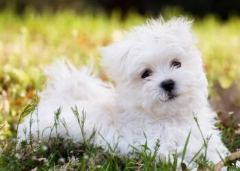 Raças de cachorro mais fofas: o que as torna irresistíveis